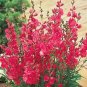 Miniature Hollyhock Flower Bonsai Plant 400 Seeds
