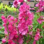 Miniature Hollyhock Flower Bonsai Plant 400 Seeds