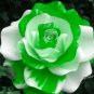 Holland Candy Stripe Rose Seeds Bonsai Lover Gift Green White 100 Seeds