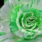 Holland Candy Stripe Rose Seeds Bonsai Lover Gift Green White 100 Seeds