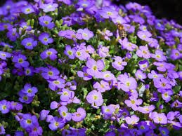 Bonsai Rock Cress Flower Climbing Plant Creeping Thyme Flores Perennial 400 Seeds
