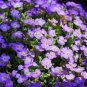 Bonsai Rock Cress Flower Climbing Plant Creeping Thyme Flores Perennial 400 Seeds