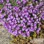 Bonsai Rock Cress Flower Climbing Plant Creeping Thyme Flores Perennial 400 Seeds