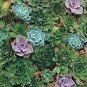 Rainbow YuLu Bonsai, Potted Succulents Fleshy Shining Green Plants 200 Seeds