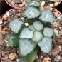 Rainbow YuLu Bonsai, Potted Succulents Fleshy Shining Green Plants 200 Seeds