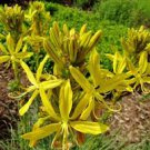 Mixed Angels Yellow Asphodel Bonsai,Yellow Asphodel Beautiful 200 Seeds
