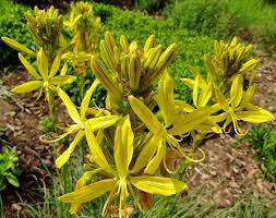 Mixed Angels Yellow Asphodel Bonsai,Yellow Asphodel Beautiful 200 Seeds