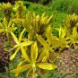 Mixed Angels Yellow Asphodel Bonsai,Yellow Asphodel Beautiful 200 Seeds