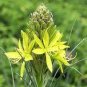Mixed Angels Yellow Asphodel Bonsai,Yellow Asphodel Beautiful 200 Seeds