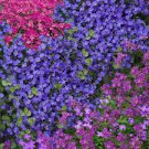 Creeping Thyme Bonsai or Blue Rock CRESS Plant 1000 Seeds