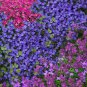 Creeping Thyme Bonsai or Blue Rock CRESS Plant 1000 Seeds