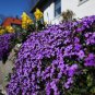 Creeping Thyme Bonsai or Blue Rock CRESS Plant 1000 Seeds
