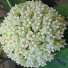 Flower Bonsai Hoya Kerrii Bonsai 200 Seeds