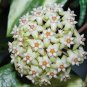 Flower Bonsai Hoya Kerrii Bonsai 200 Seeds