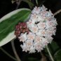 Flower Bonsai Hoya Kerrii Bonsai 200 Seeds