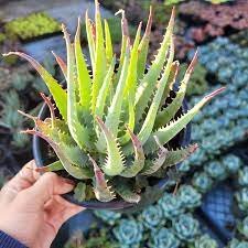Rare Rainbow Aloe Vera Bonsai Flowers Perfect Color Succulents Plant 200 Seeds