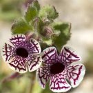 Europe Mix Colors Primula Acaulis Bonsai Potted Plant Primrose 200 Seeds