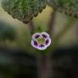 Europe Mix Colors Primula Acaulis Bonsai Potted Plant Primrose 200 Seeds