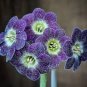 Europe Mix Colors Primula Acaulis Bonsai Potted Plant Primrose 200 Seeds