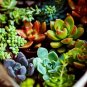 Rare Succulent Planter Garden Decoration Lithops Seed Garden Flower 200 Seeds