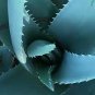 Blue Aloe Seeds Rare Courtyard Balcony Potted Plants Herbs Easily Grown Plants 100 Seeds