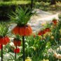 Red Yellow Imperial Crown Fritillaria Imperialis Lutea 400 Seeds