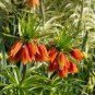 Red Yellow Imperial Crown Fritillaria Imperialis Lutea 400 Seeds