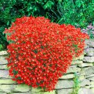 Rainbow Creeping Thyme Plants Blue Rock CRESS Plants 400 Seeds