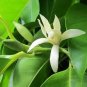Aromatic Michelia Alba Flower Magnolia Bonsai Plant Perfume Plant 200 Seeds