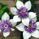 Clematis hybridas Climbing Plants Garden Landscaping 100 Seeds