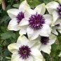Clematis hybridas Climbing Plants Garden Landscaping 100 Seeds