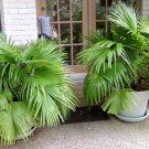 Chinese Fan Palm Bonsai Ornamental Plant Livistona Chinensis Plant 20 Seeds