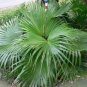 Chinese Fan Palm Bonsai Ornamental Plant Livistona Chinensis Plant 20 Seeds