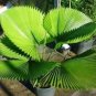 Chinese Fan Palm Bonsai Ornamental Plant Livistona Chinensis Plant 20 Seeds