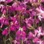 Matthiola Perfume Night Scented Plants Bonsai Violet Flowers 400 Seeds