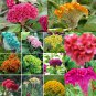 Colorful Pteris Cockscomb (Celosia Spicata) Bonsai Flowers 400 Seeds