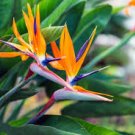 Strelitzia Reginae Plants Bird of Paradise Flower Plants 200 Seeds