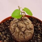 Hottentots' Bread Flores(Dioscorea elephantipes) Bonsai Plant 4 Seeds