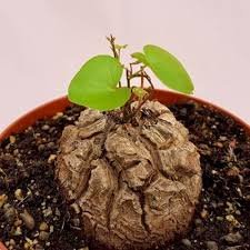 Hottentots' Bread Flores(Dioscorea elephantipes) Bonsai Plant 4 Seeds