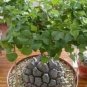 Hottentots' Bread Flores(Dioscorea elephantipes) Bonsai Plant 4 Seeds