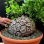 Hottentots' Bread Flores(Dioscorea elephantipes) Bonsai Plant 4 Seeds