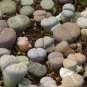 Beauty Mixed Mini Lithops Bonsai Plants Cactus Bonsai 200 Seeds