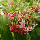French Provence Quisqualis Bonsai Fragrant 100 Seeds