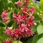 French Provence Quisqualis Bonsai Fragrant 100 Seeds
