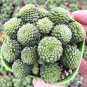 Monanthes Polyphylla Bonsai Succulent Bonsai Flower 200 Seeds