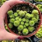 Monanthes Polyphylla Bonsai Succulent Bonsai Flower 200 Seeds