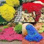 Creeping Thyme Bonsai or Multi-Color Rock CRESS Plant 200 Seeds
