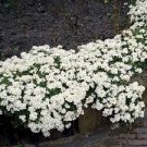 Creeping Thyme Bonsai or Multi-Color Rock CRESS Plant 200 Seeds