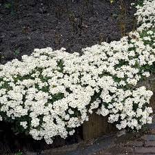 Creeping Thyme Bonsai or Multi-Color Rock CRESS Plant 200 Seeds