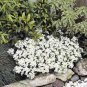 Creeping Thyme Bonsai or Multi-Color Rock CRESS Plant 200 Seeds